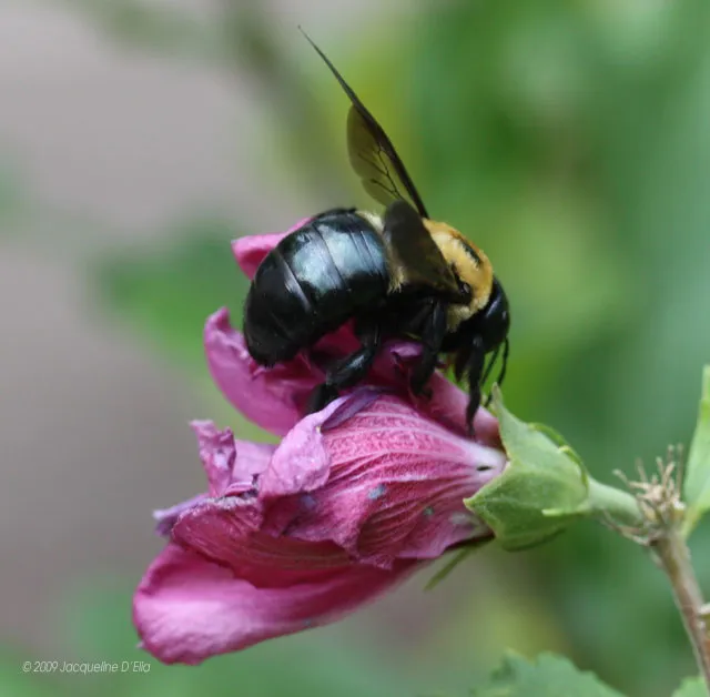A black and yellow bee on a pink flower.