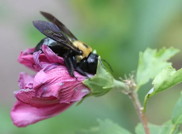 A bee is sitting on a pink flower.