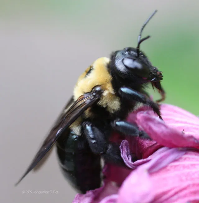 A black and yellow bumble bee on a pink flower.