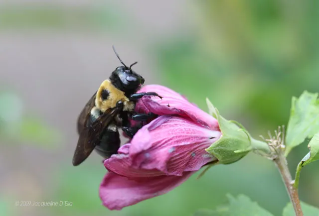 A bee is sitting on a pink flower.