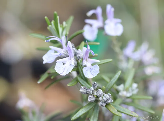 A close up of a rosemary plant with purple flowers.