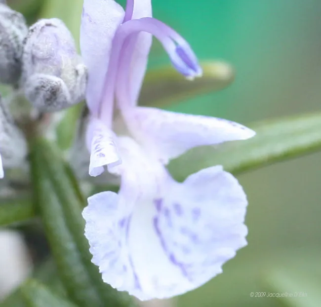 A close up of a flower on a plant.