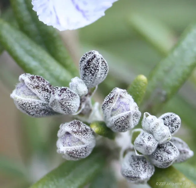 A close up of a flower on a plant.