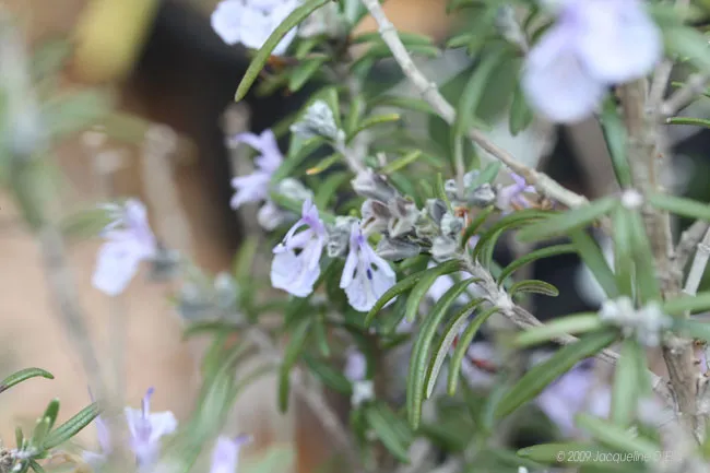 A close up of a rosemary plant with blue flowers.