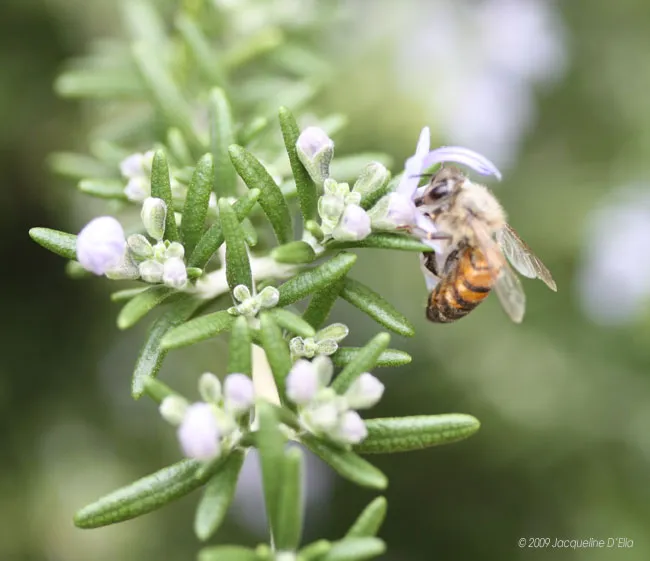 A bee pollinates purple flowers in a kitchen garden.