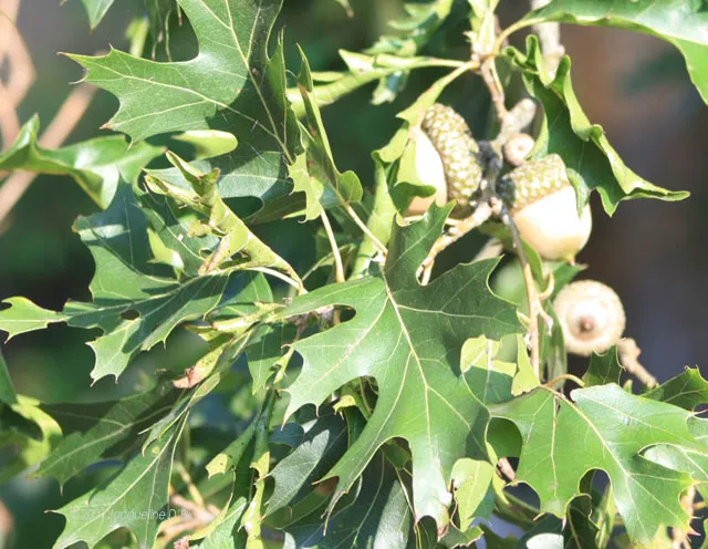 A tree with leaves and acorns.