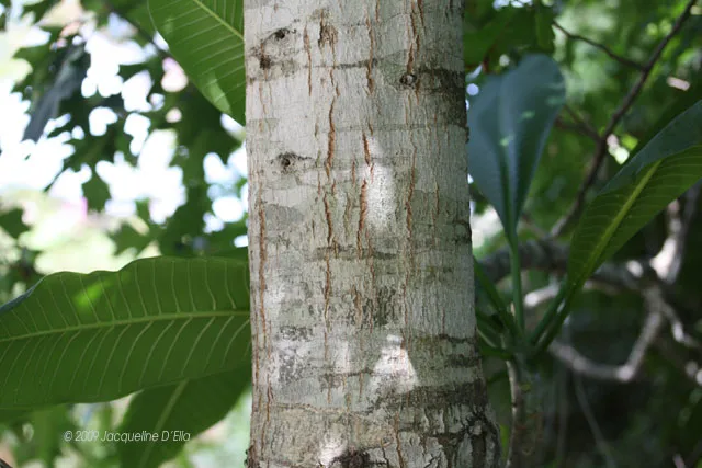 A close up of the bark of a tree.