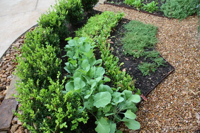 A kitchen garden with a variety of plants in it.