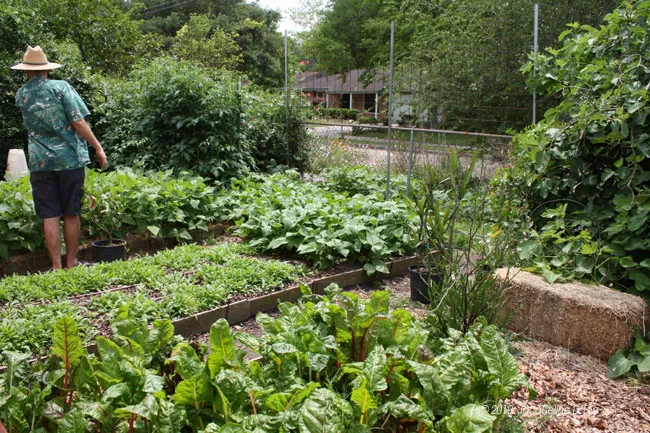 A man standing in a garden.
