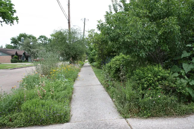A sidewalk lined with plants and trees.