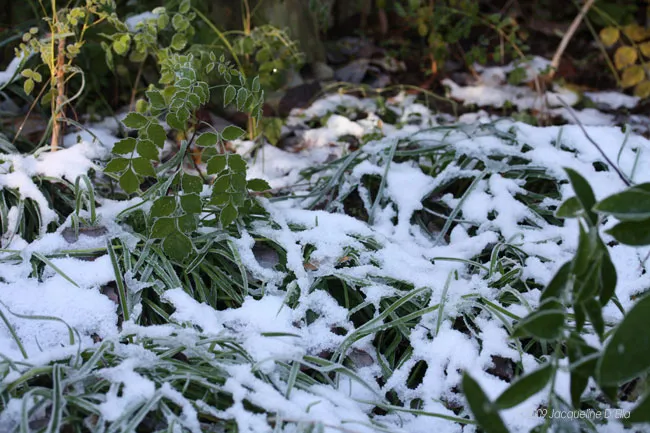 Snow covered plants in a garden.
