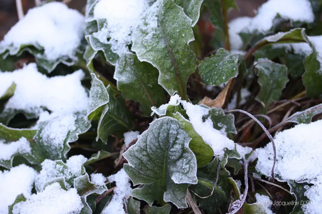 A close up of a plant covered in snow.