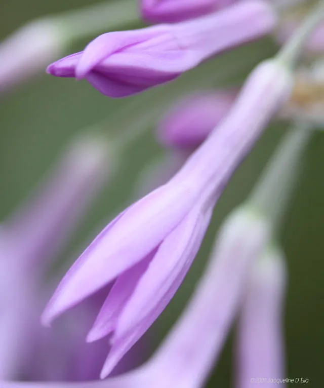 A close up of a purple flower with a blurry background.