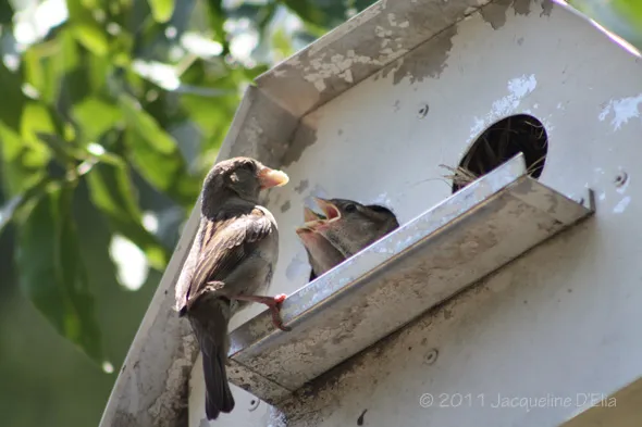 Two birds are sitting in a birdhouse.