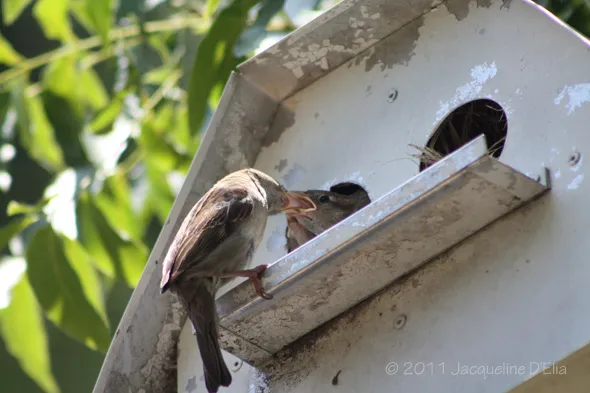 A bird is sitting in a bird house.