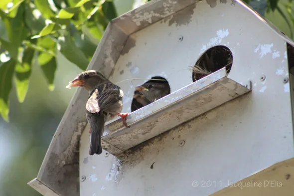 Two birds are sitting in a birdhouse.