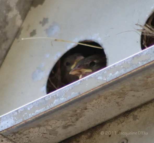 A bird is sitting in a nest.
