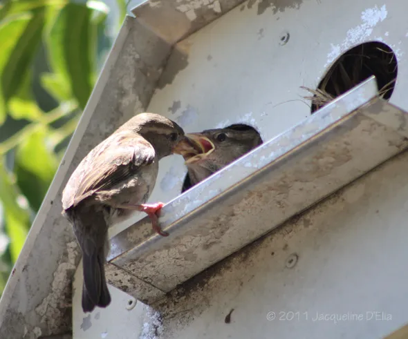 A bird is eating out of a birdhouse.