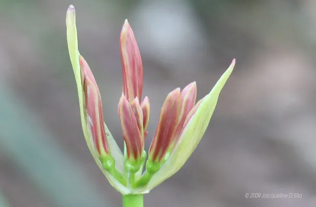 A close up of a flower bud.