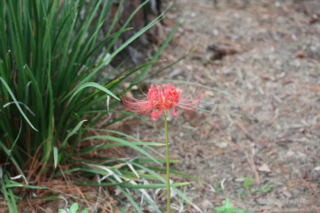 A red flower in the ground.