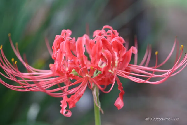 A red flower with long stems in a garden.