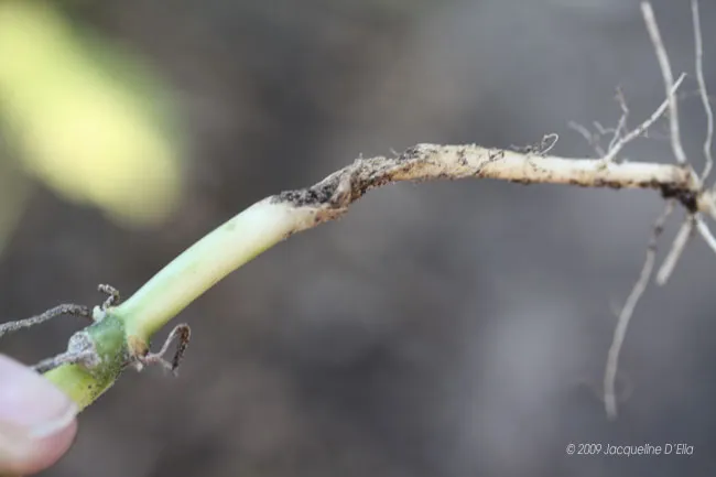 A person holding a plant with a root sticking out of it.
