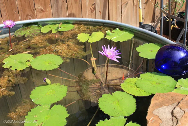 Water lilies in a pond.