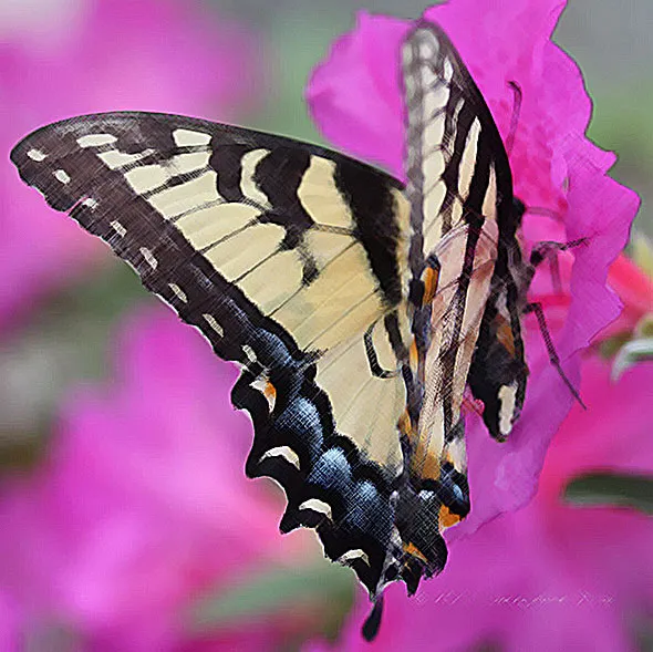 A butterfly resting on a pink flower.