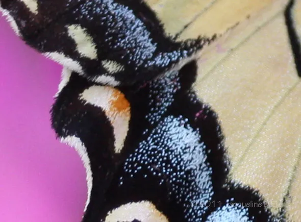 A close up of a butterfly on a pink background.