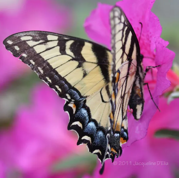 A butterfly is sitting on a pink flower.