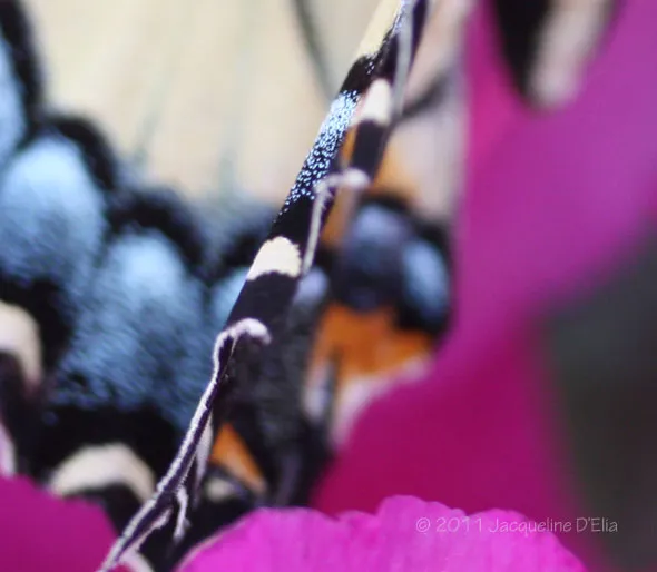 Close up of a butterfly on a pink flower.