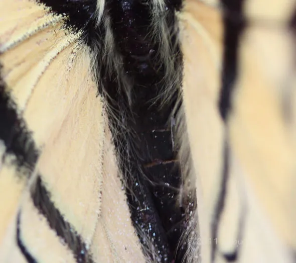 A close up of a butterfly's wing.