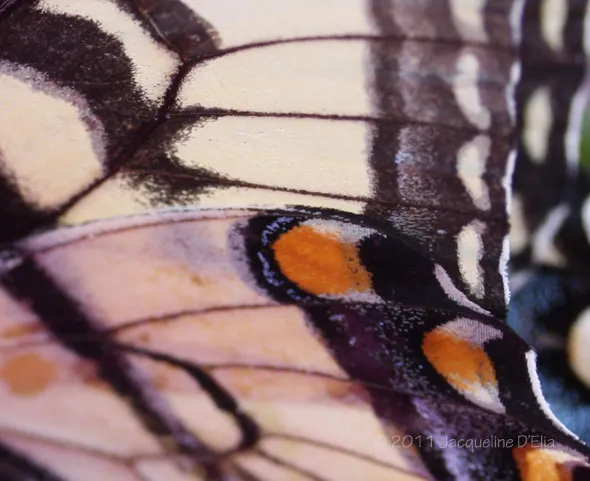 A close up of a butterfly's wing.