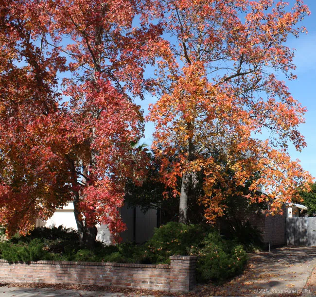 A brick wall in front of a tree.