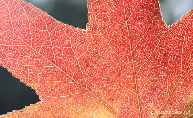 A close up image of a red maple leaf.