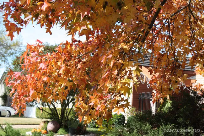 Autumn leaves on a tree in front of a house.