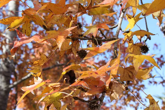 Leaves on a tree branch with a blue sky in the background.