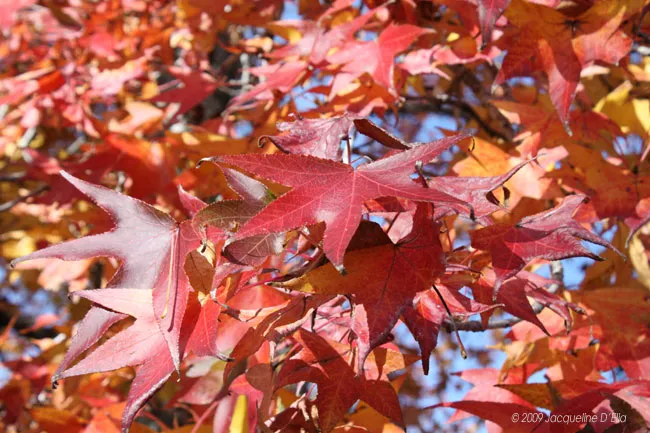A close up of red leaves on a tree.