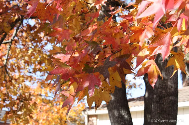 Autumn leaves on a tree in front of a house.
