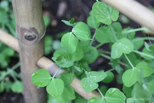 A kitchen garden plant growing on a bamboo fence.
