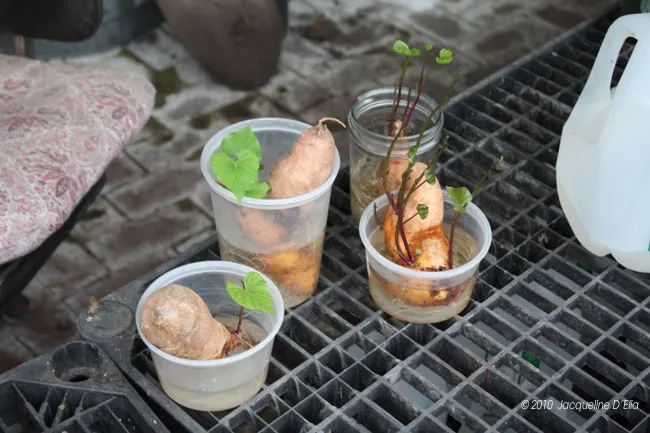 A group of plastic cups with carrots in them.