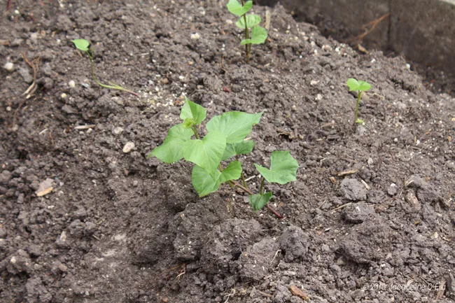 A small plant is growing in the dirt.