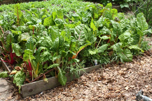 A bed of greens in a garden.