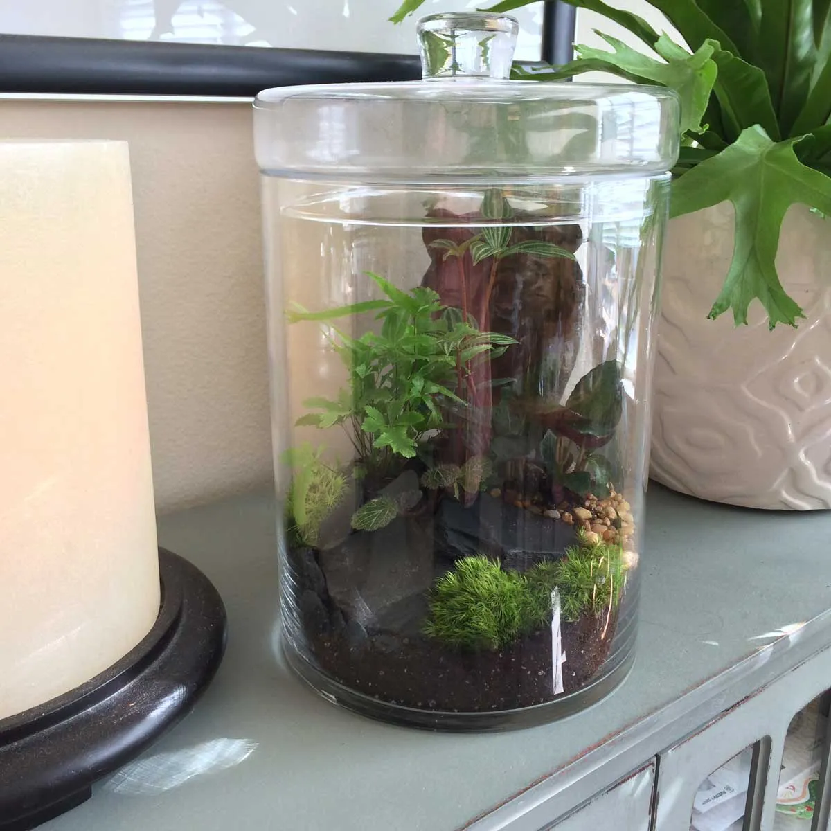 Photo of My First Terrarium