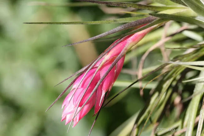 A pink flower on a plant with green leaves.