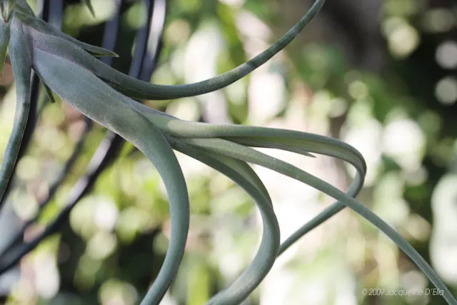 A close up of an air plant with green leaves.