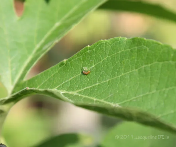 A small bug sitting on a leaf.
