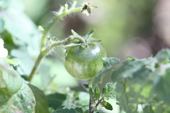 A green tomato is growing on a plant.
