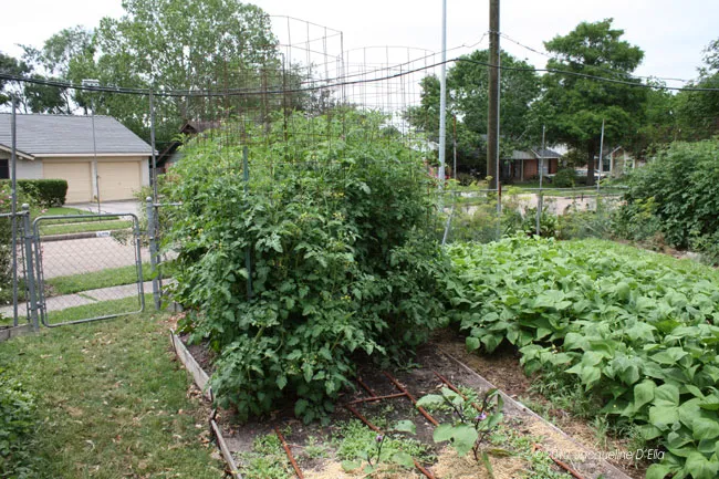 A tomato garden in a backyard with a fence.