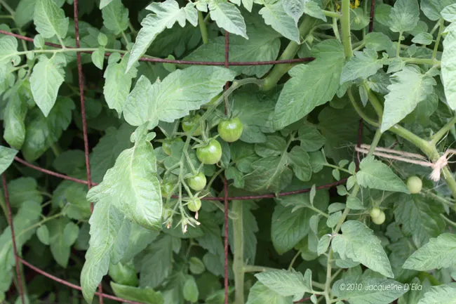 Green tomatoes growing on a wire fence.